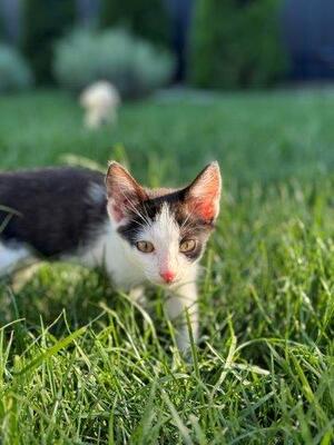 VICKY & VIKTOR, Mischling Jungtier - Katze