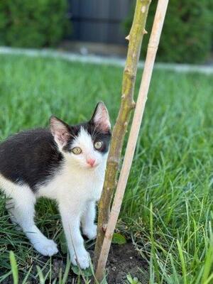 VICKY & VIKTOR, Mischling Jungtier - Katze