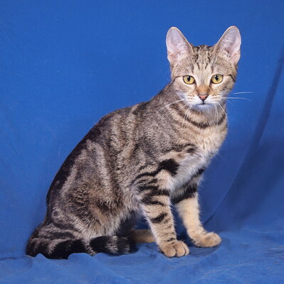 VICKY - sehr lieb und anhänglich, verspielt, interessiert, hundeverträglich, Mischling - Katze