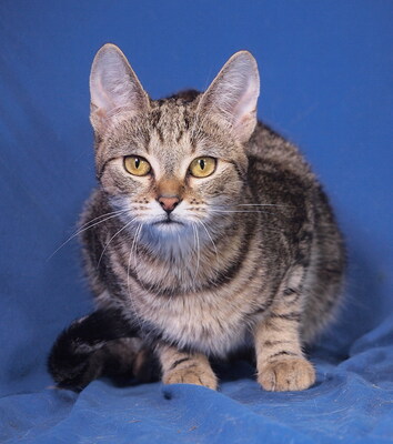VICKY - sehr lieb und anhänglich, verspielt, interessiert, hundeverträglich, Mischling - Katze