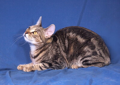 VICKY - sehr lieb und anhänglich, verspielt, interessiert, hundeverträglich, Mischling - Katze