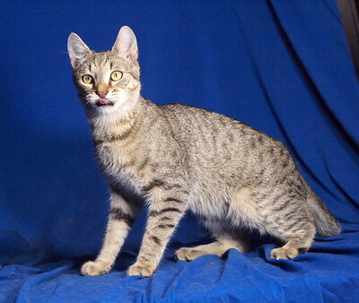 VINCENT - menschenorientiert, lebhaft, kuschelt gern, verspielt, interessiert, hundeverträglich, Mischling - Kater