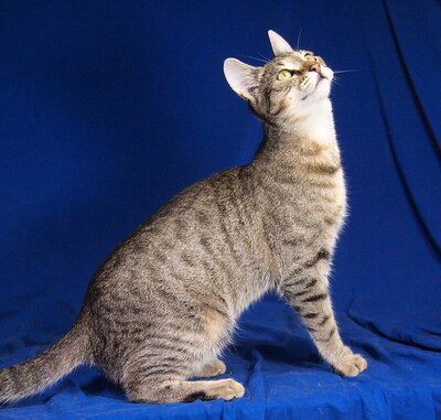 VINCENT - menschenorientiert, lebhaft, kuschelt gern, verspielt, interessiert, hundeverträglich, Mischling - Kater