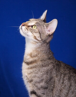 VINCENT - menschenorientiert, lebhaft, kuschelt gern, verspielt, interessiert, hundeverträglich, Mischling - Kater