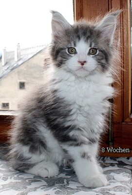 Valco, Maine Coon Jungtier - Kater 1