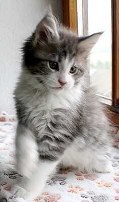 Valco, Maine Coon Jungtier - Kater