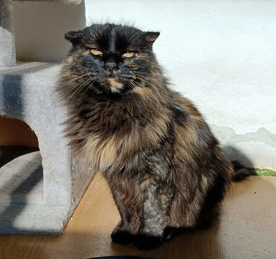 Valencia - verschmuste Schildplatt-Schönheit, Norwegische Waldkatze - Katze