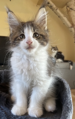 Valentin, Maine coon Jungtier - Kater
