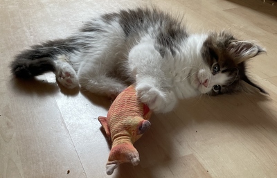 Valentin, Maine coon Jungtier - Kater
