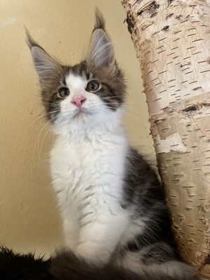 Valentin, Maine coon Jungtier - Kater