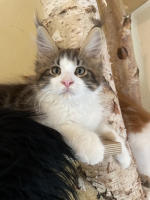 Valentin, Maine coon Jungtier - Kater