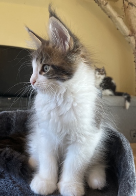Valentin, Maine coon Jungtier - Kater