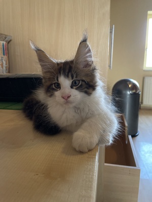 Valentin, Maine coon Jungtier - Kater