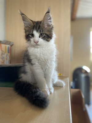 Valentin, Maine coon Jungtier - Kater