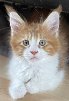 Valentina, Maine coon Jungtier - Katze