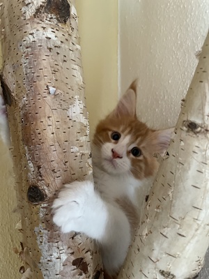 Valentina, Maine coon Jungtier - Katze
