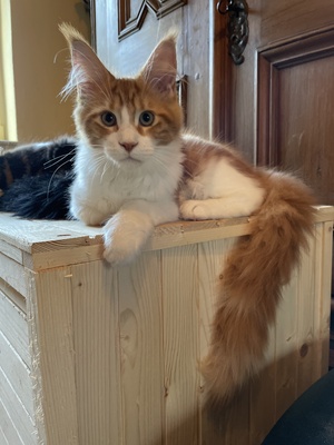 Valentina, Maine coon Jungtier - Katze