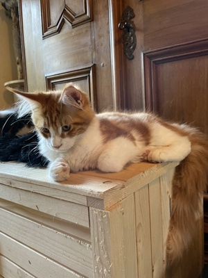 Valentina, Maine coon Jungtier - Katze