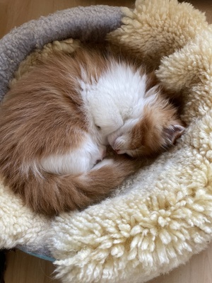 Valentina, Maine coon Jungtier - Katze