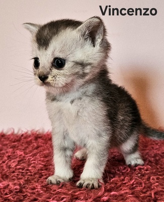 Valentino und Vincenzo, Britisch Kurzhaar Jungtier - Kater