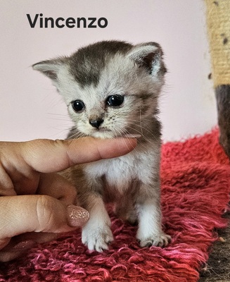 Valentino und Vincenzo, Britisch Kurzhaar Jungtier - Kater