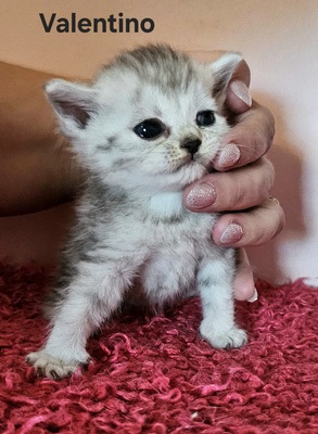 Valentino und Vincenzo, Britisch Kurzhaar Jungtier - Kater