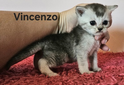 Valentino und Vincenzo, Britisch Kurzhaar Jungtier - Kater