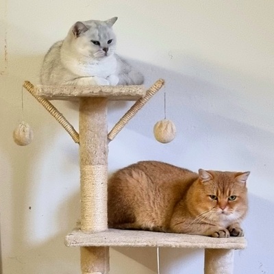 Valentino und Vincenzo, Britisch Kurzhaar Jungtier - Kater