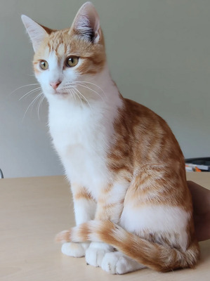 Valerian, der Schmuser kommt mit Lenny, EKH - Kater