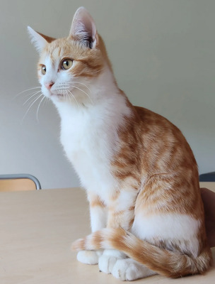 Valerian, der Schmuser kommt mit Lenny, EKH - Kater