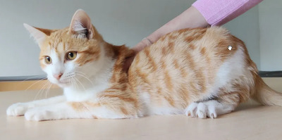 Valerian, der Schmuser kommt mit Lenny, EKH - Kater