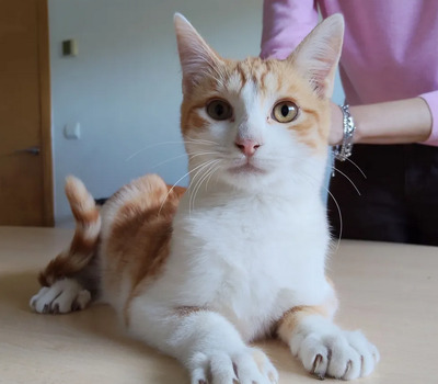 Valerian, der Schmuser kommt mit Lenny, EKH - Kater