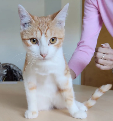 Valerian, der Schmuser kommt mit Lenny, EKH - Kater