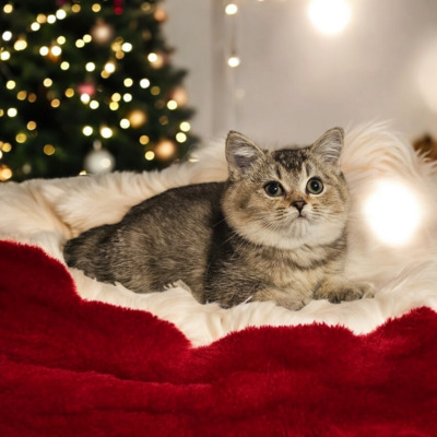 Valerie, Britisch Kurzhaar Jungtier - Katze