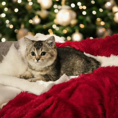 Valerie, Britisch Kurzhaar Jungtier - Katze