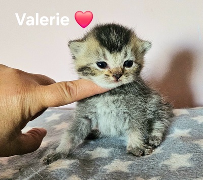 Valerie und Viktoria, Britisch Kurzhaar Jungtier - Katze