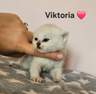 Valerie und Viktoria, Britisch Kurzhaar Jungtier - Katze