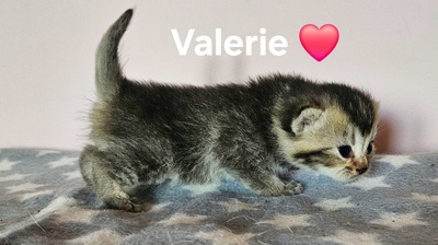 Valerie und Viktoria, Britisch Kurzhaar Jungtier - Katze