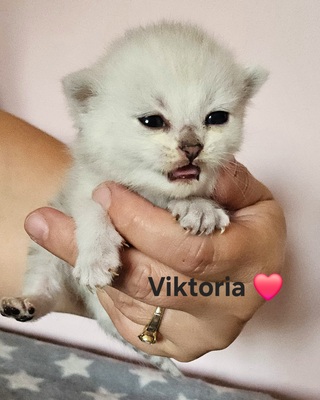 Valerie und Viktoria, Britisch Kurzhaar Jungtier - Katze