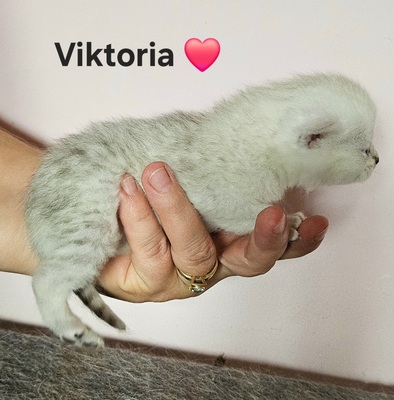 Valerie und Viktoria, Britisch Kurzhaar Jungtier - Katze