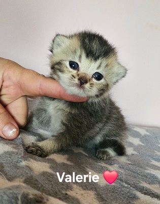 Valerie und Viktoria, Britisch Kurzhaar Jungtier - Katze