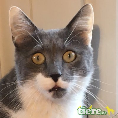 Valery, Europäische Hauskatze - Kater