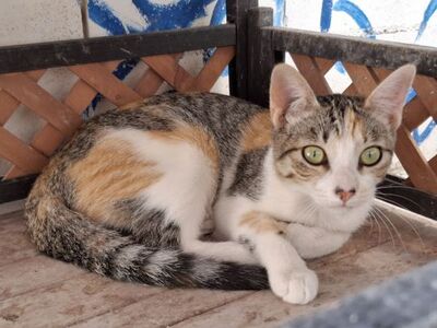 Vanesa, Europäisch Kurzhaar - Katze