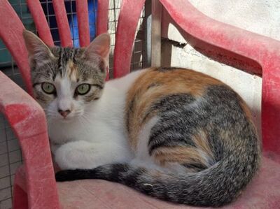 Vanesa, Europäisch Kurzhaar - Katze