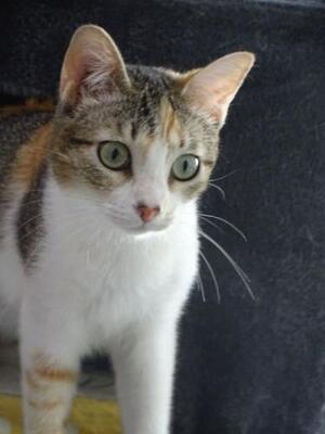 Vanesa geb. März 25 - PS in 82152 Martinsried, EKH Jungtier - Katze