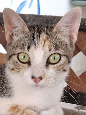 Vanesa geb. März 25 - PS in 82152 Martinsried, EKH Jungtier - Katze