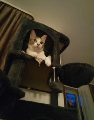 Vanesa geb. März 25 - PS in 82152 Martinsried, EKH Jungtier - Katze