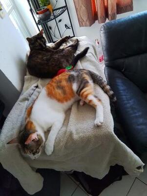 Vanesa geb. März 25 - PS in 82152 Martinsried, EKH Jungtier - Katze