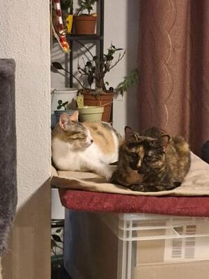 Vanesa geb. März 25 - PS in 82152 Martinsried, EKH Jungtier - Katze