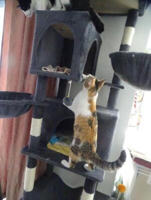 Vanesa geb. März 25 - PS in 82152 Martinsried, EKH Jungtier - Katze